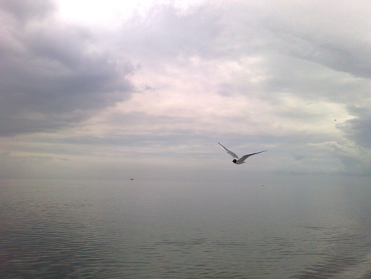 Seagull in Waddenzee