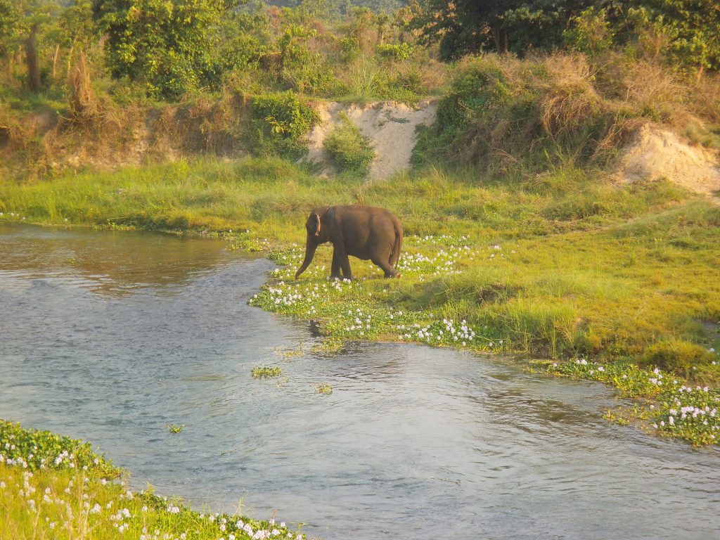 Elephant in Sauraha