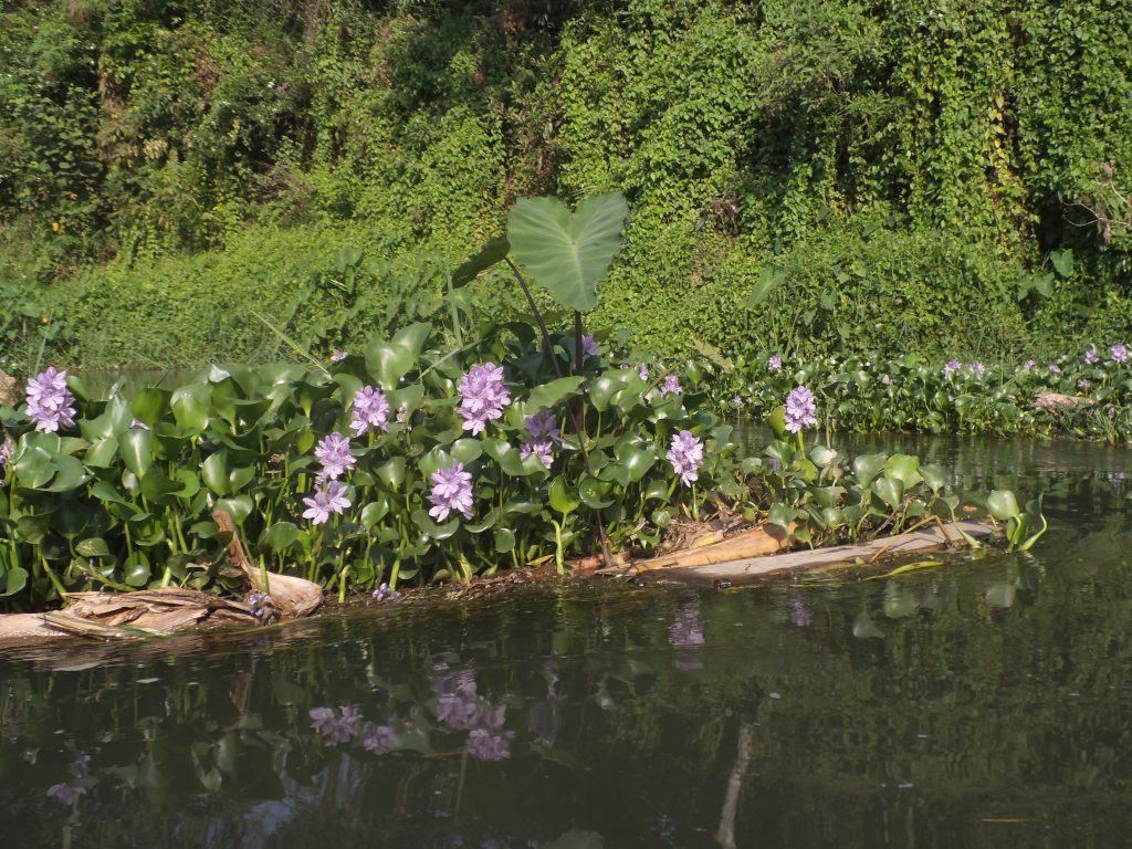 Flowers in Rapti river