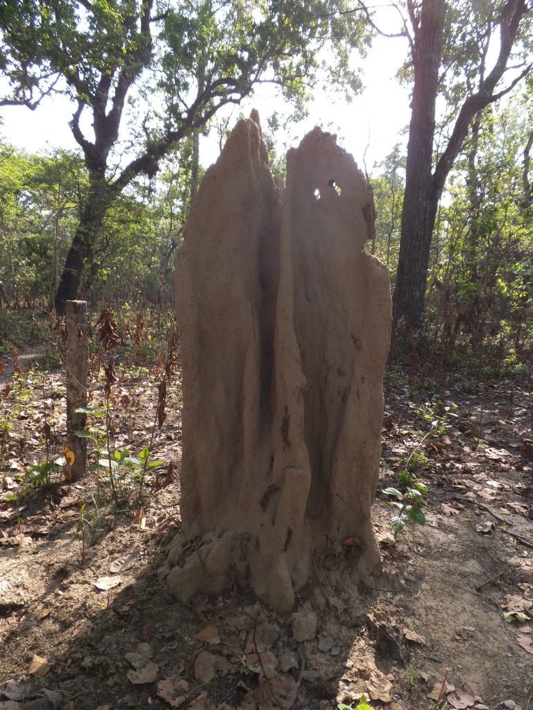 Tree eaten by termites