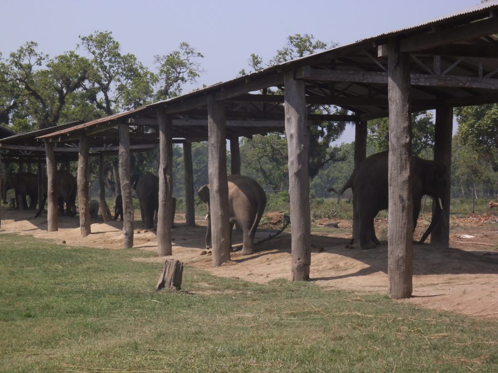 Elephant breeding center