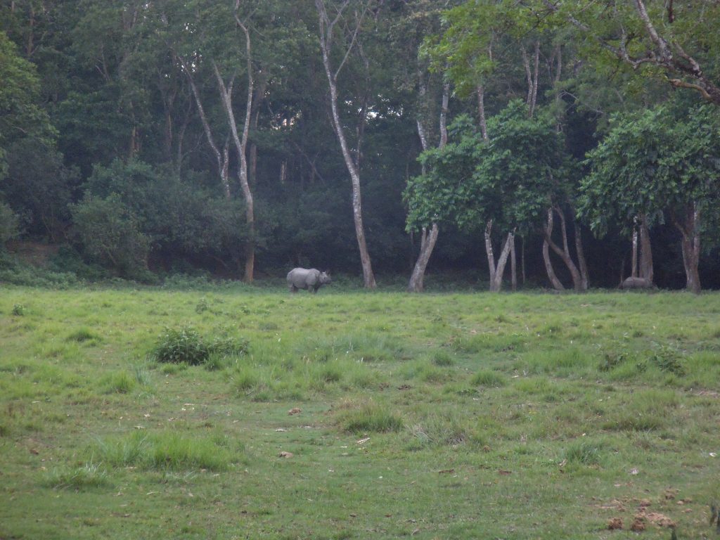Rhino on Elephant safari