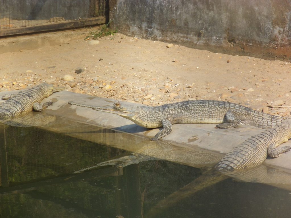 Crocodile breeding center