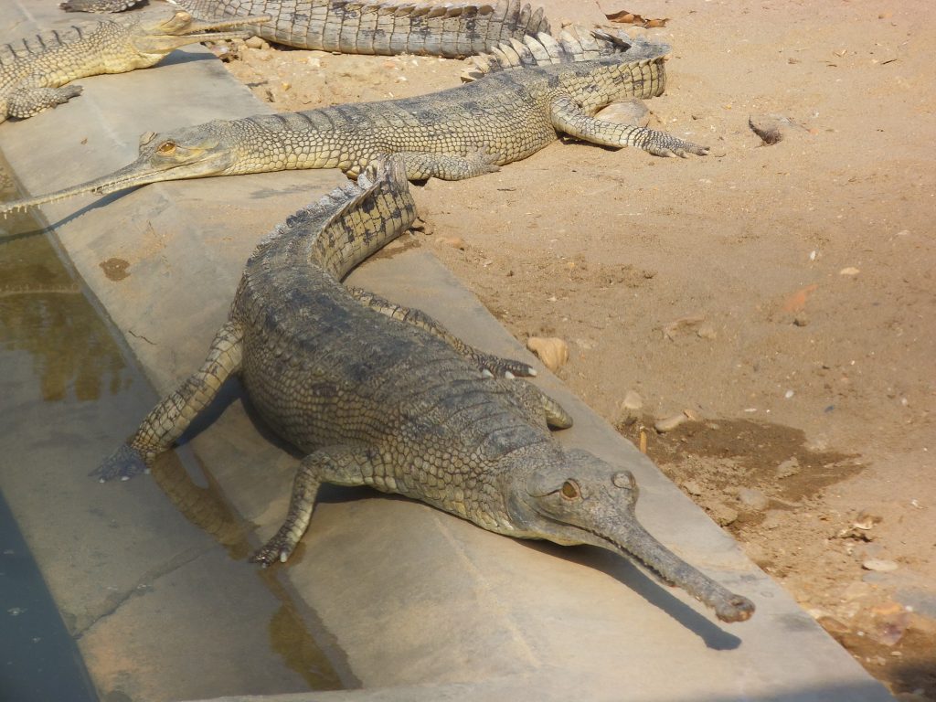 Crocodile breeding center