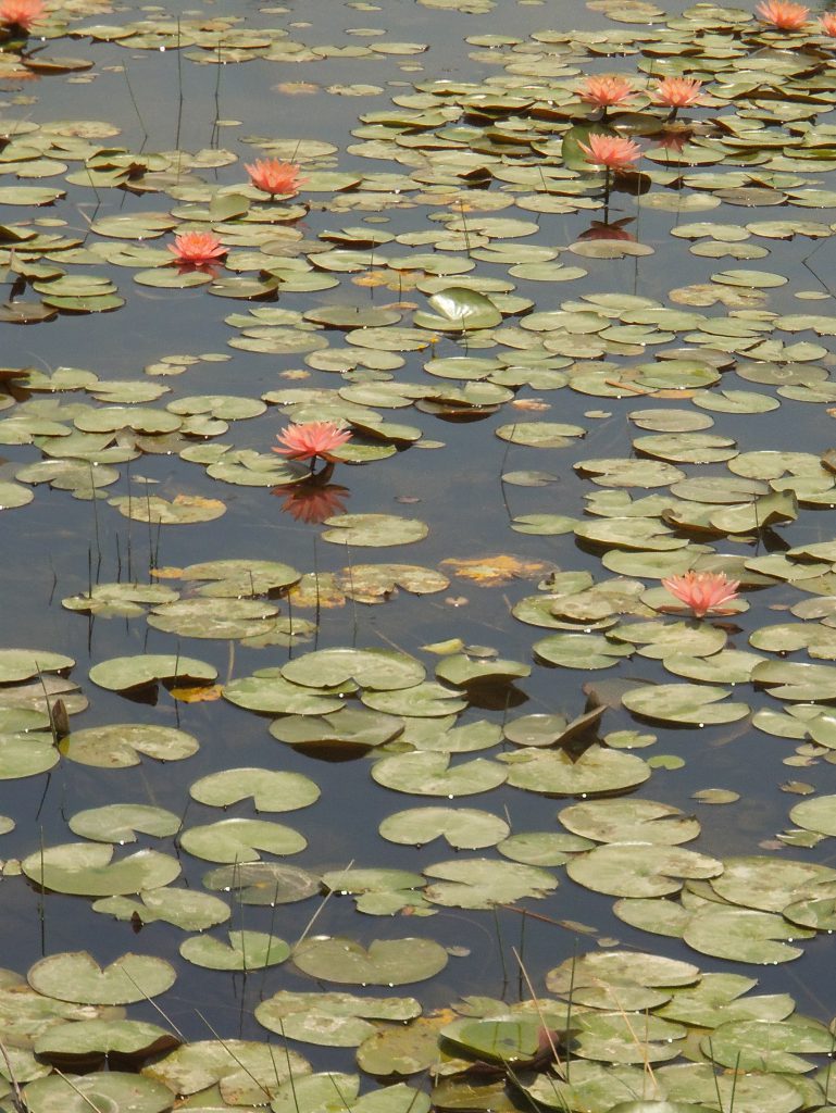 Beautiful water lilies