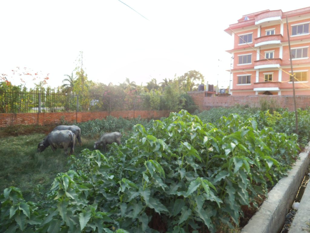 Garden of hotel in Lumbini