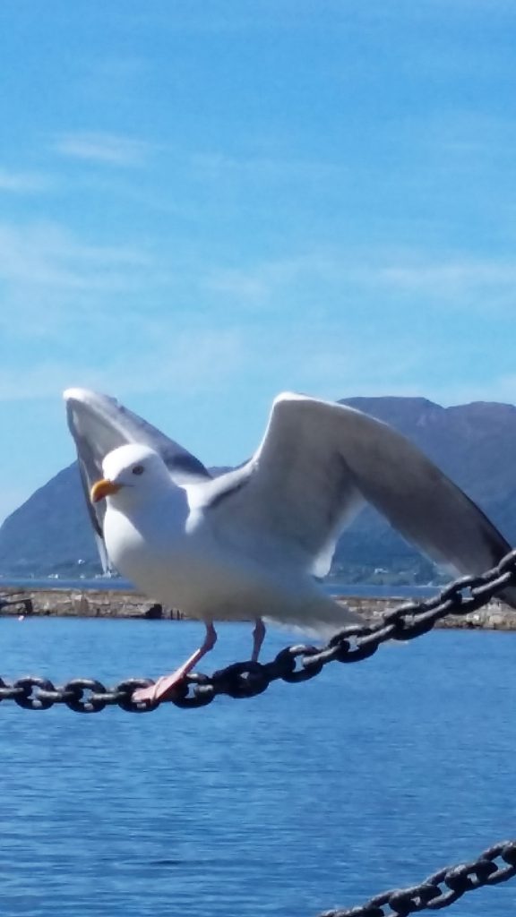 One of many seagulls