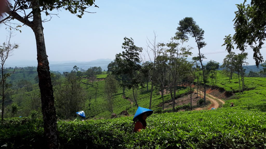 Tea fields in the moutains of Cianjur