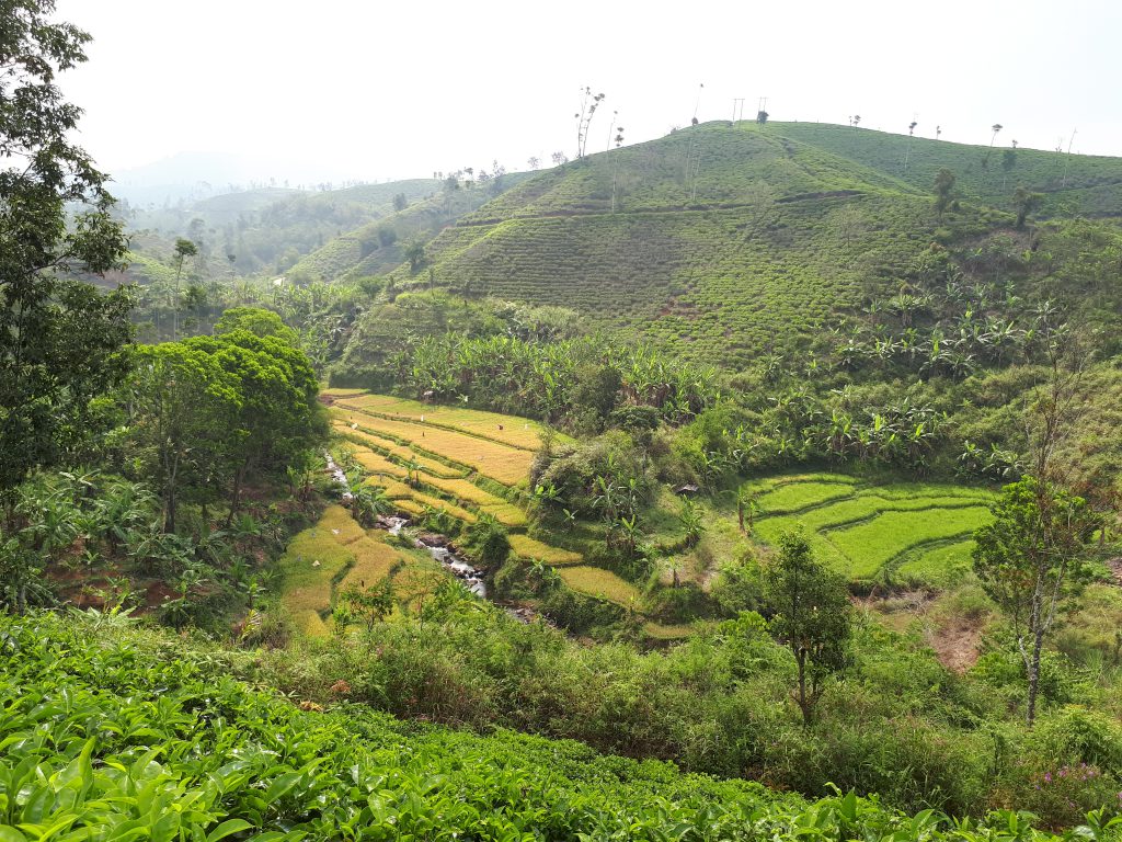 The moutains of Cianjur